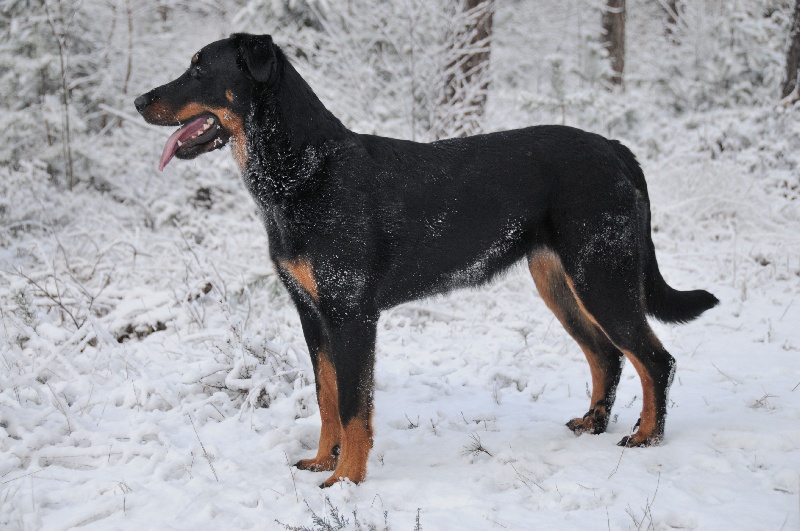 Enya bhraonáin Des bergers du Forez