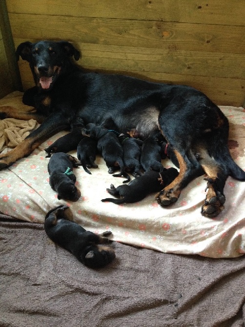 Bonjour les 10 chiots de Enya & Geronimo