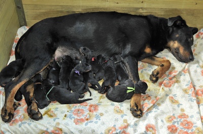 la Duchesse de la Fosse - 11 chiots né à 9 Janvier