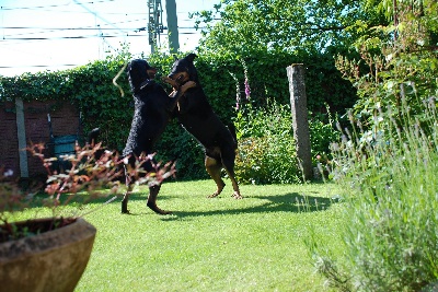 la Duchesse de la Fosse - Chiots de Grimm et Zenta
