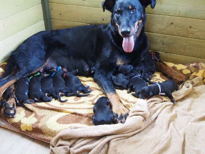 13 chiots pour Enya