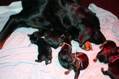 la Duchesse de la Fosse - 9 chiots Grimm et Ghana