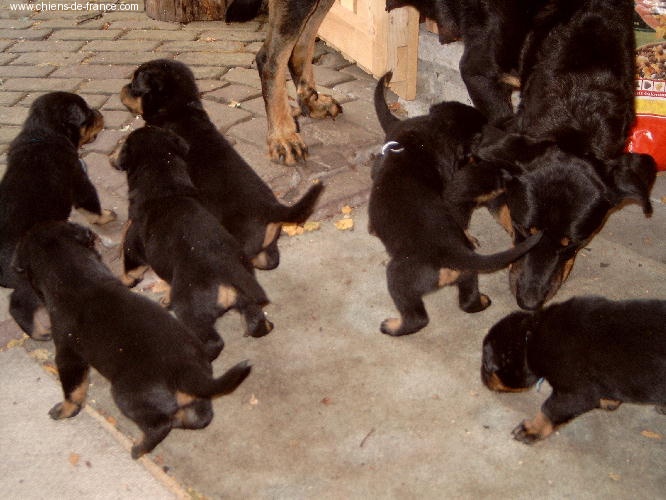 la Duchesse de la Fosse - Berger de Beauce - Portée née le 31/05/2003