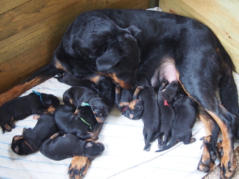 Chiot Berger de Beauce la Duchesse de la Fosse