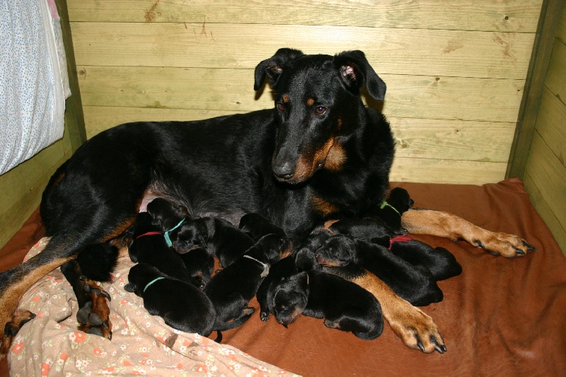 la Duchesse de la Fosse - Berger de Beauce - Portée née le 15/12/2008